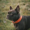Molly